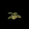 Gamers Grass	Laser Plants - Monstera New - Tistaminis
