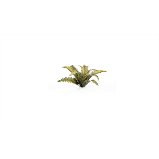 Gamers Grass Laser Plants - Deer Fern New - Tistaminis