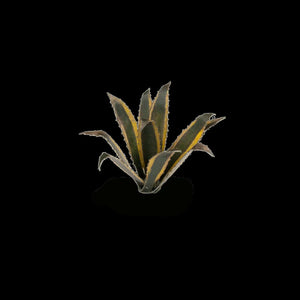 Gamers Grass	Laser Plants - Agave New - Tistaminis